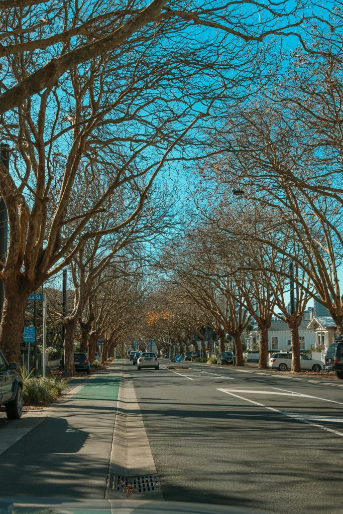 Scenic view of Franklin Road in Auckland, New Zealand with bare trees lining the street, capturing a crisp autumn atmosphere.